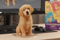 如何用 Google Nano Banana AI 轻松制作免费 3D 模型
