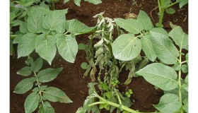 AI助力植物识别细菌威胁,保护农作物新突破 AI助力植物识别细菌威胁,保护农作物新突破