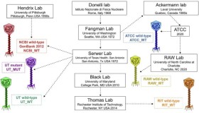 AI 技术助力 Phage G 基因组研究,揭示最大培养杀菌病毒 AI 技术助力 Phage G 基因组研究,揭示最大培养杀菌病毒