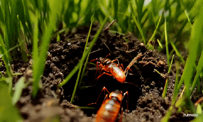 AI 生成视频技术进步 **:Runway 发布 Gen-3 Alpha 模型 AI 生成视频技术进步 **:Runway 发布 Gen-3 Alpha 模型