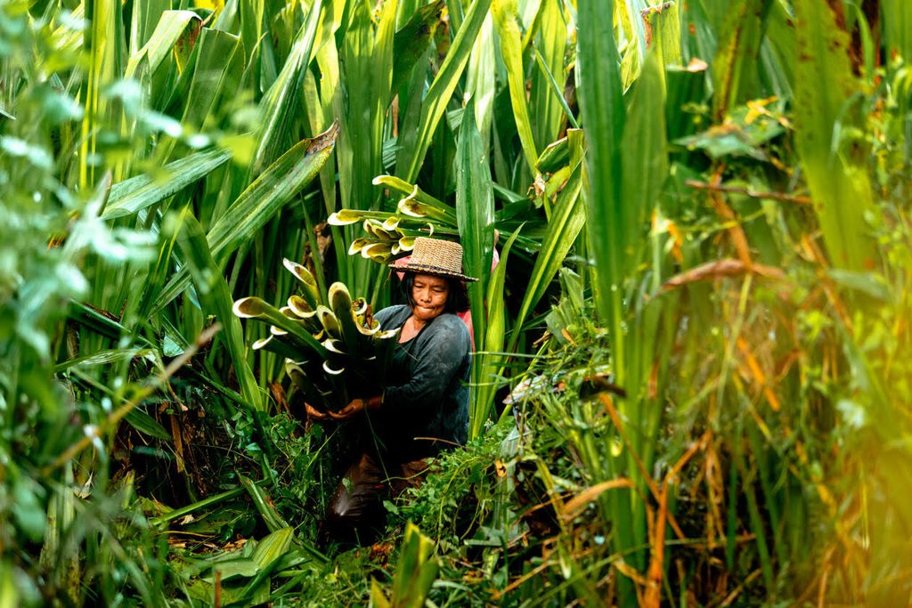 BAKONG 收获