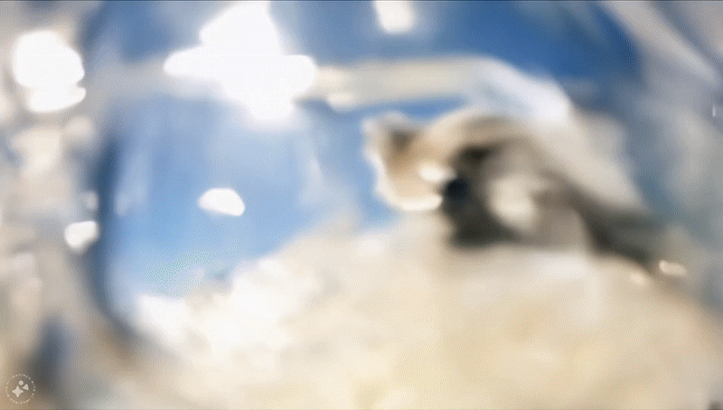 Meta 推出 Movie Gen:AI 视频生成的新里程碑 Meta 推出 Movie Gen:AI 视频生成的新里程碑