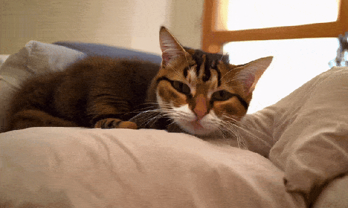 Image 2: Pyramid Flow SD3