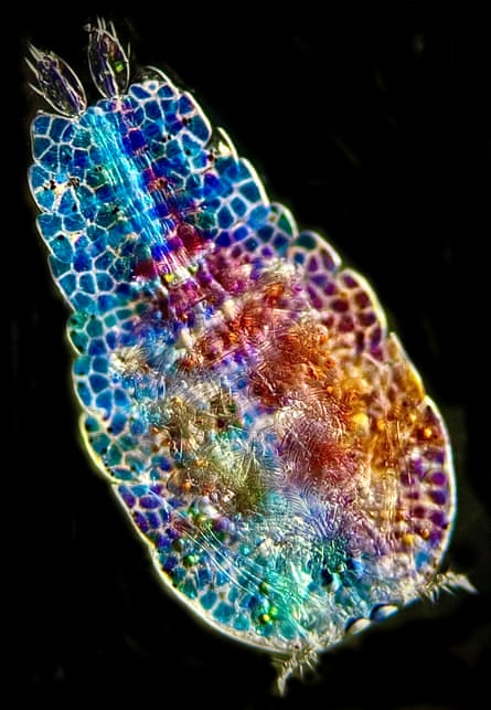 Image 1: A small creature of myriad colours seen on a black background