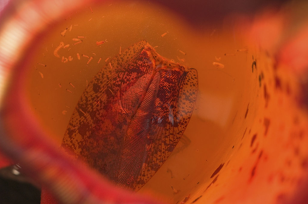 程序员 Aaron 开发 Nepenthes 反制 AI 爬虫：互联网自由保卫战