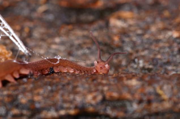 蠕虫粘液启发可回收聚合物设计,革新可持续材料 蠕虫粘液启发可回收聚合物设计,革新可持续材料