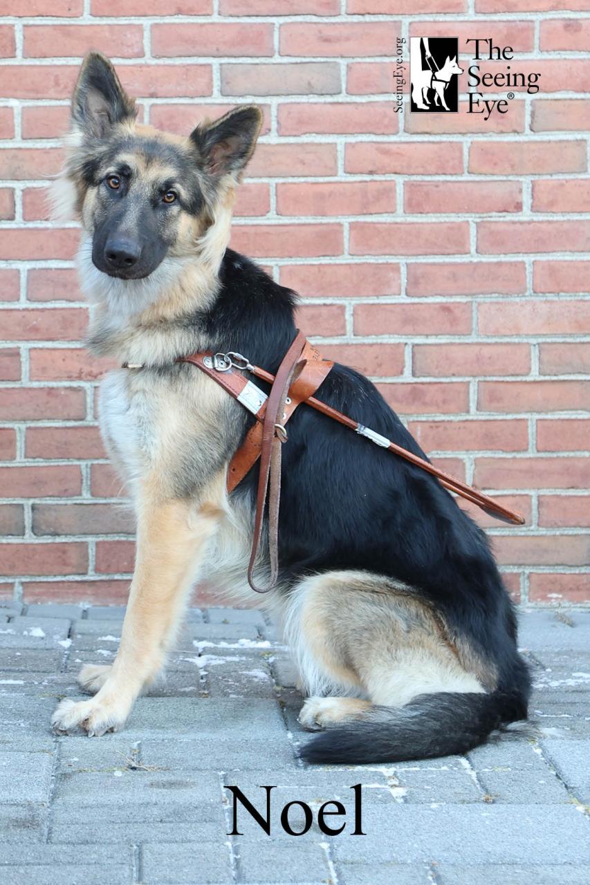 Ray-Ban Meta 智能眼镜:AI 如何改变盲人生活 Ray-Ban Meta 智能眼镜:AI 如何改变盲人生活