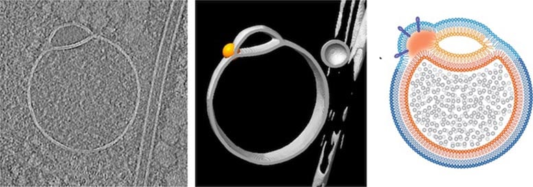 科学家发现未知细胞器半融合体,或重塑遗传疾病治疗 科学家发现未知细胞器半融合体,或重塑遗传疾病治疗