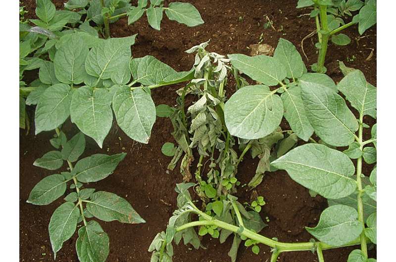 AI 助力植物识别细菌威胁,保护农作物新突破 AI 助力植物识别细菌威胁,保护农作物新突破