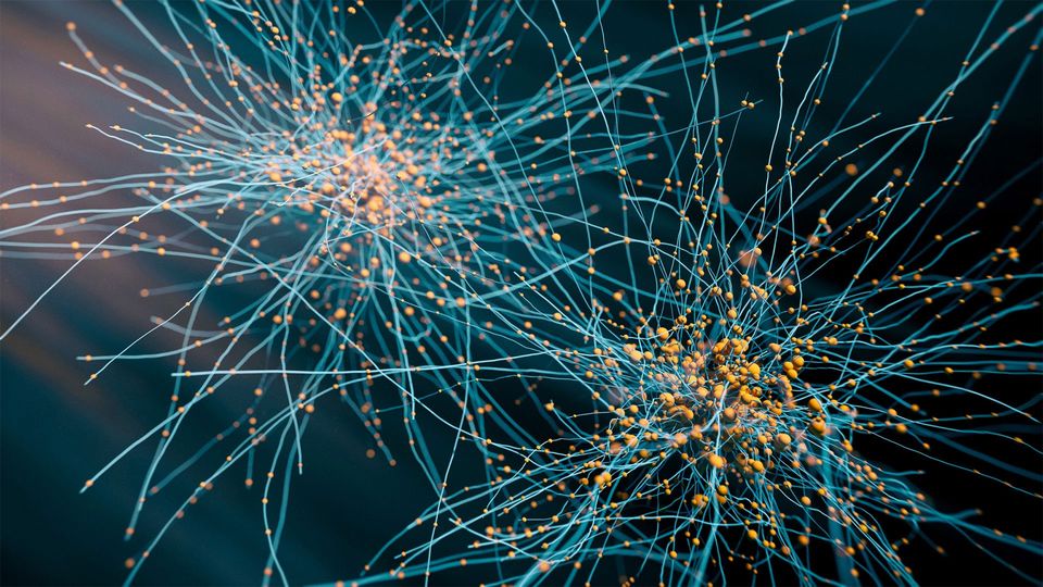 AI 工具 RESPAN 如何揭示脑细胞 3D 结构? AI 工具 RESPAN 如何揭示脑细胞 3D 结构?