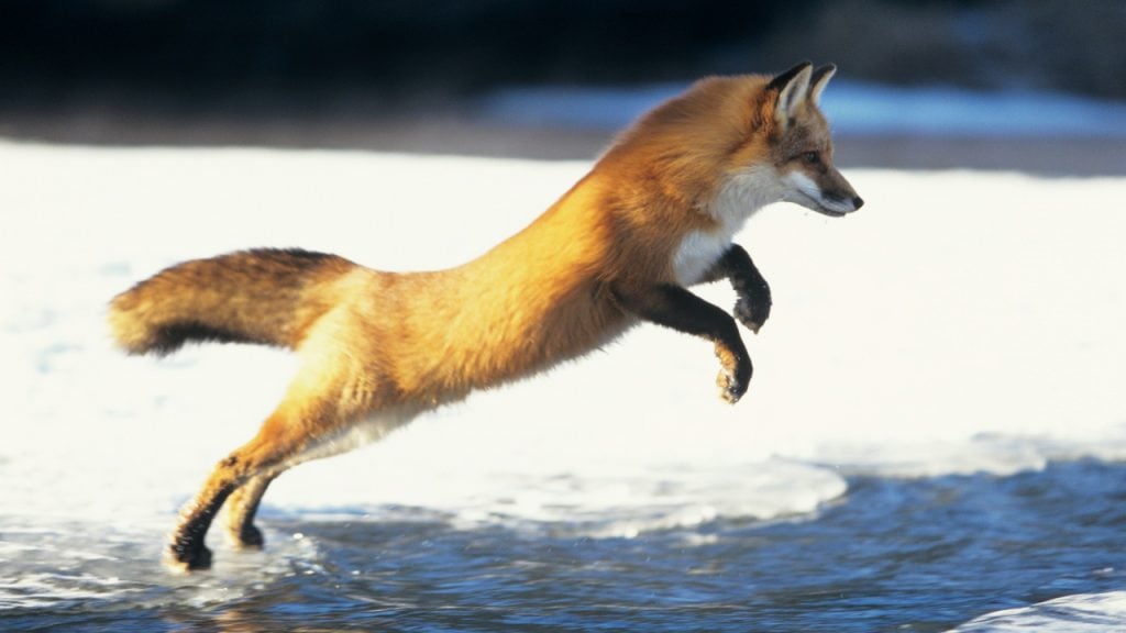 Mozilla 的 AI 战略为何与浏览器传统脱节？