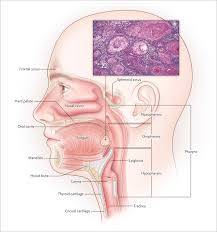 AI 工具无创预测头咽癌扩散风险，革新头颈癌治疗方案