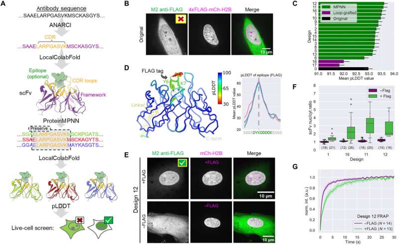 AI 工具加速开发抗体探针，用于观察活细胞内活动
